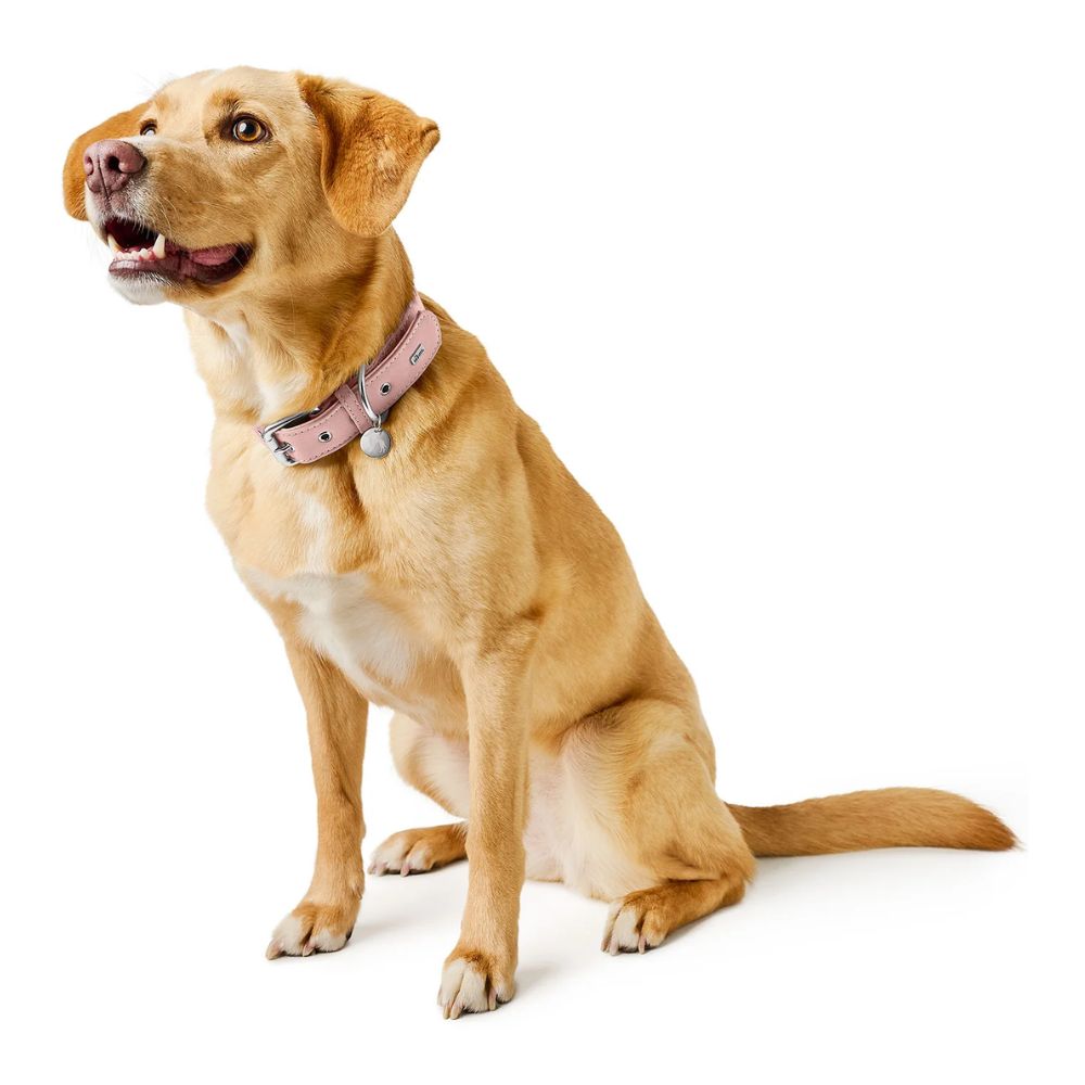 Hunter Coleira Malibu Rosa Claro - Image 2