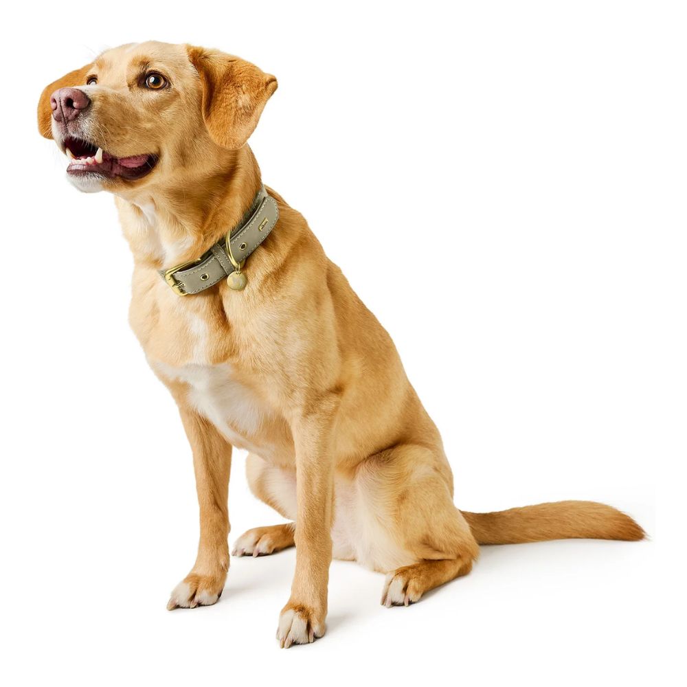 Hunter Coleira Malibu Verde - Image 2