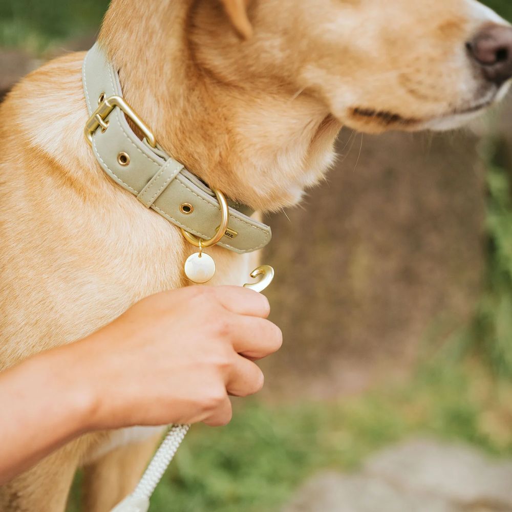 Hunter Coleira Malibu Verde - Image 3