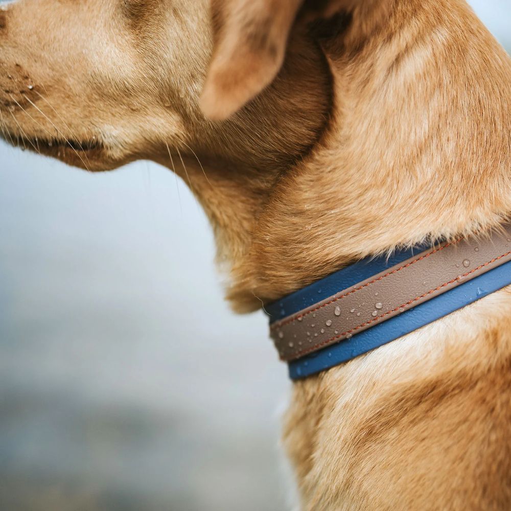 Hunter Coleira Havanna Taupe/Azul 65 L/XL - Image 4