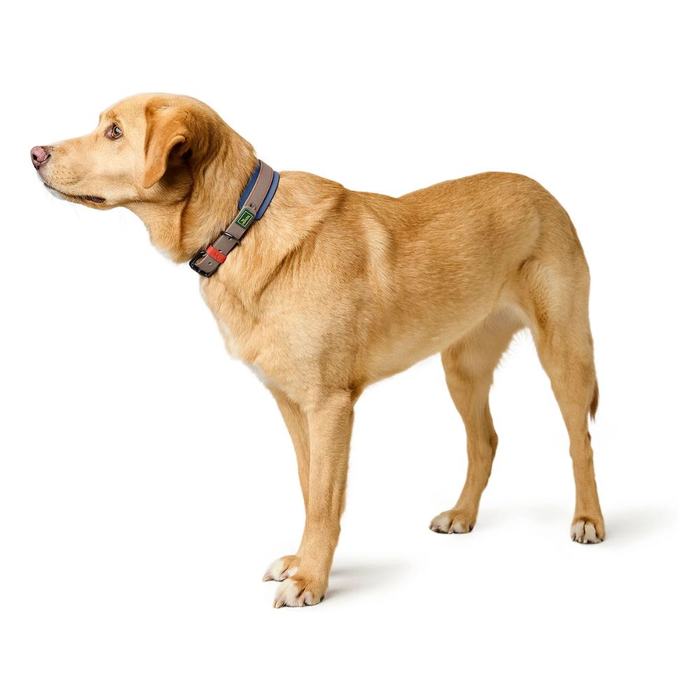 Hunter Coleira Havanna Taupe/Azul 65 L/XL - Image 5