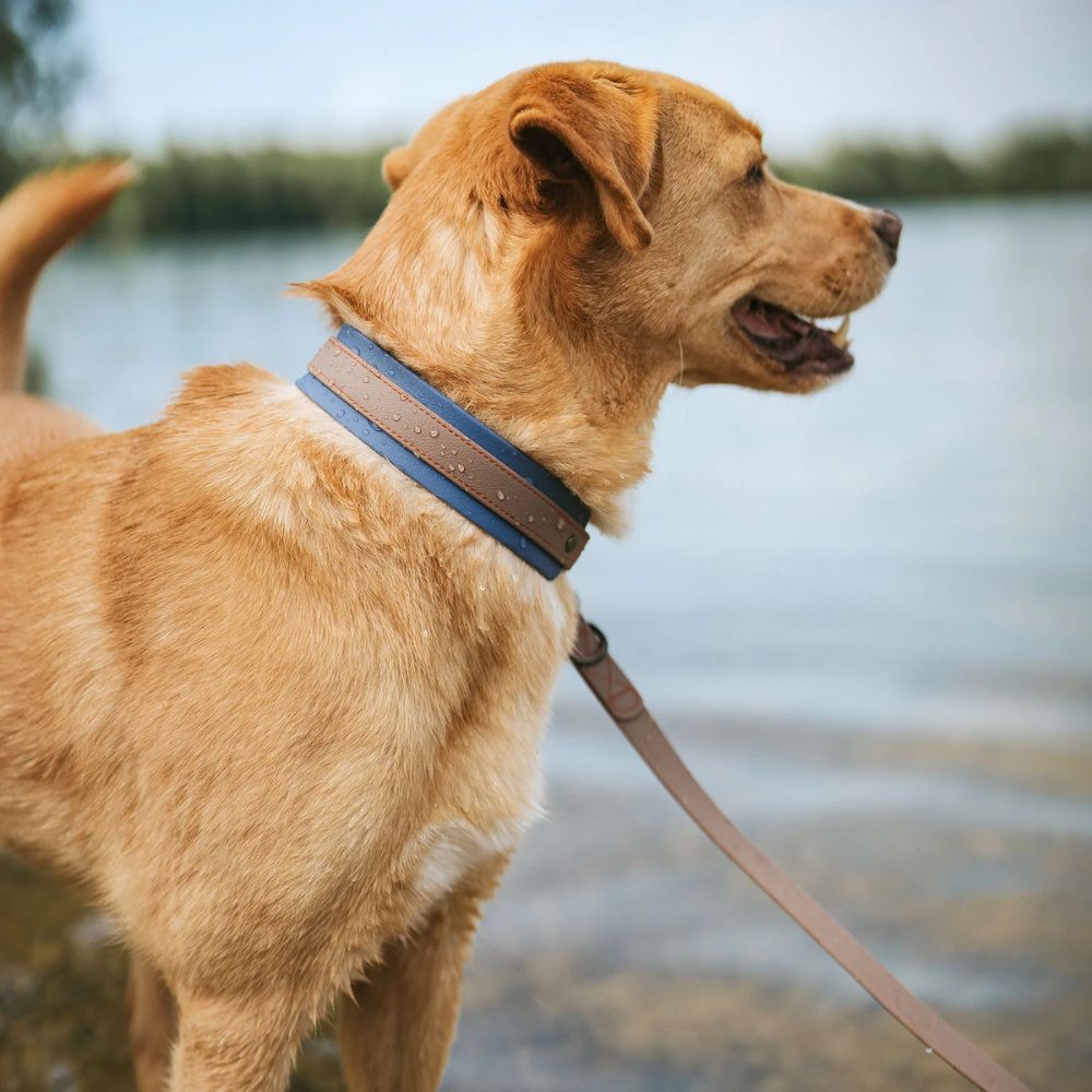 Hunter Coleira Havanna Taupe/Azul 65 L/XL - Image 7