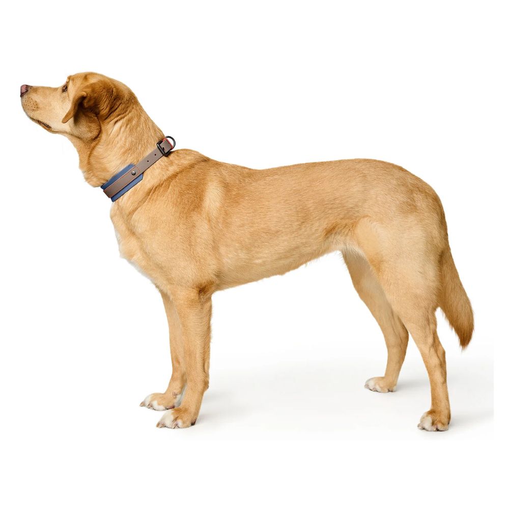 Hunter Coleira Havanna Taupe/Azul 65 L/XL - Image 2