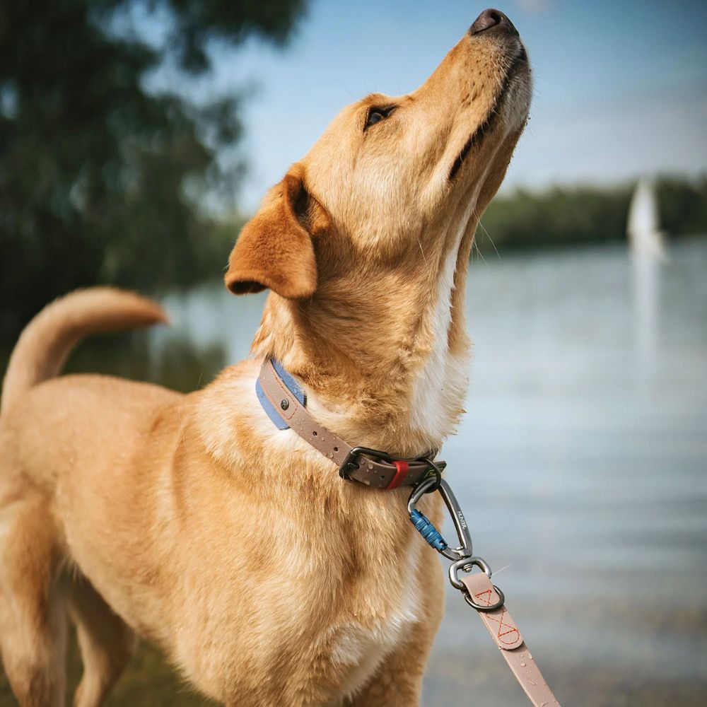 Hunter Coleira Havanna Taupe/Azul 65 L/XL - Image 8