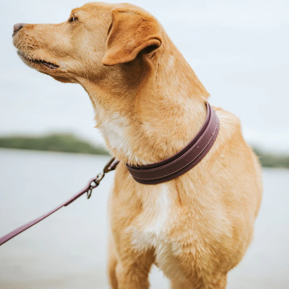 Hunter Coleira Havanna Amora 55 M/L - Image 7