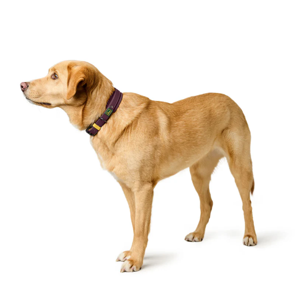 Hunter Coleira Havanna Amora 55 M/L - Image 5