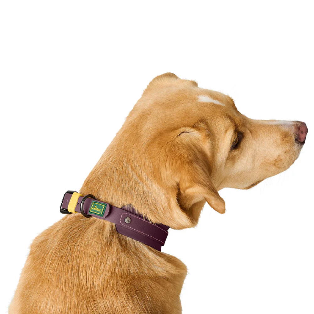 Hunter Coleira Havanna Amora 55 M/L - Image 6