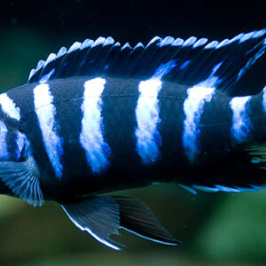 Pseudotropheus Demasoni