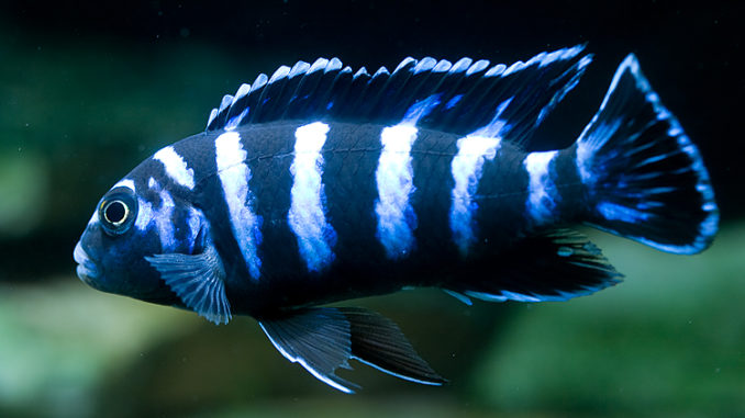 Pseudotropheus Demasoni