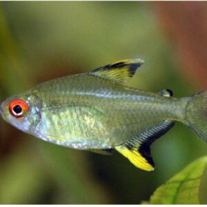Hyphessobrycon Pulchripi