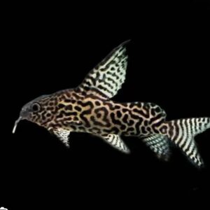 Synodontis Euruptus