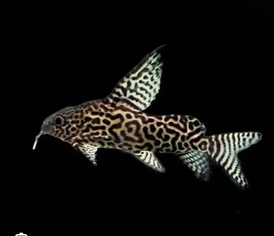 Synodontis Euruptus