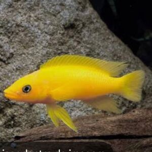 Lamprologus Leleupi