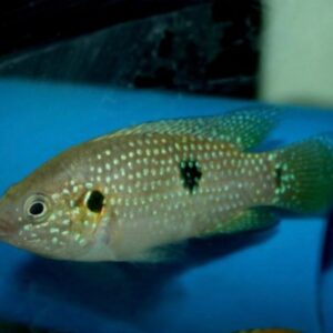 Hemichromis Lifalili