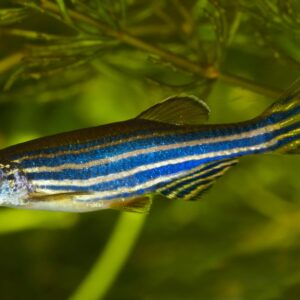 Danio Zebra Véu