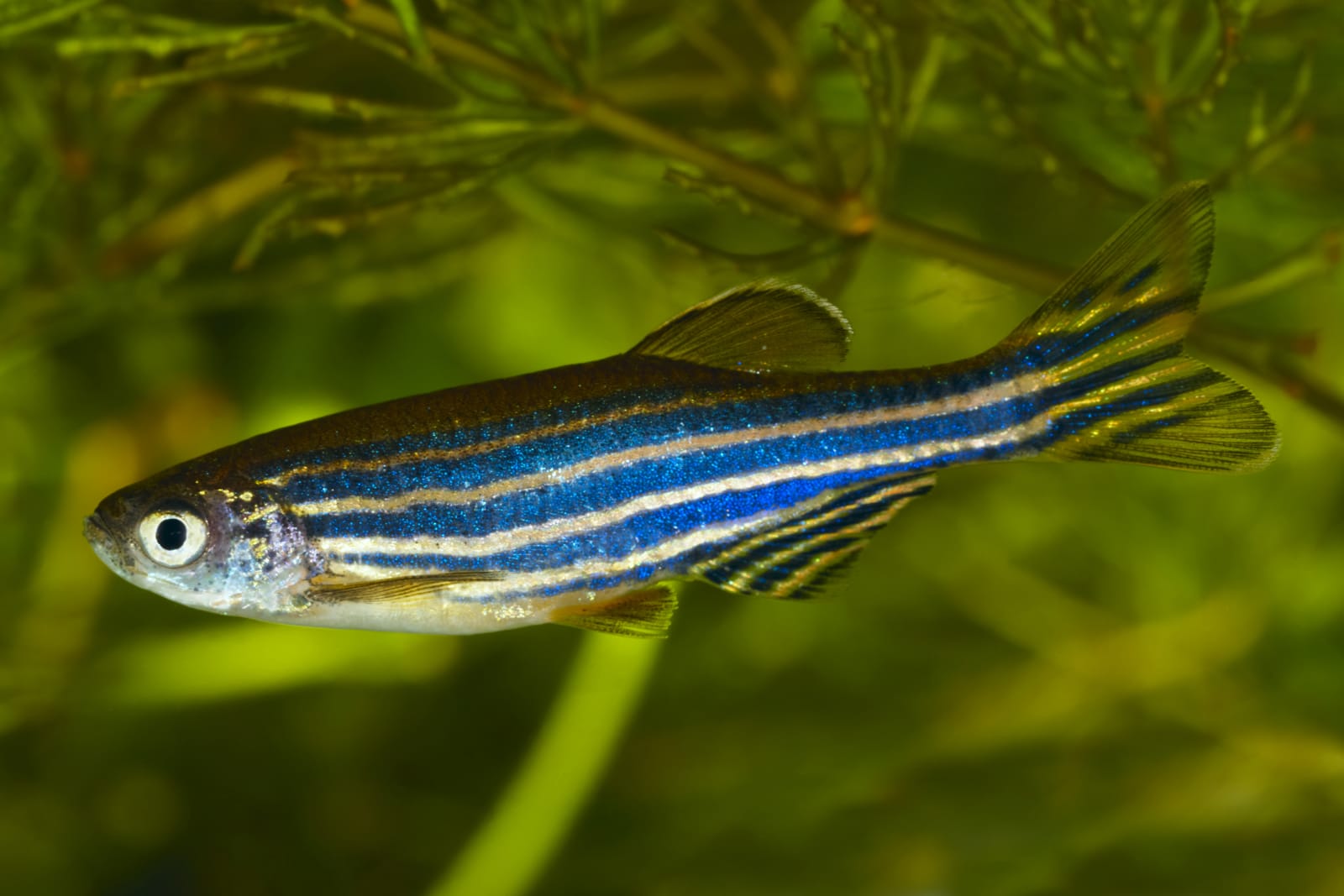 Danio Zebra Véu