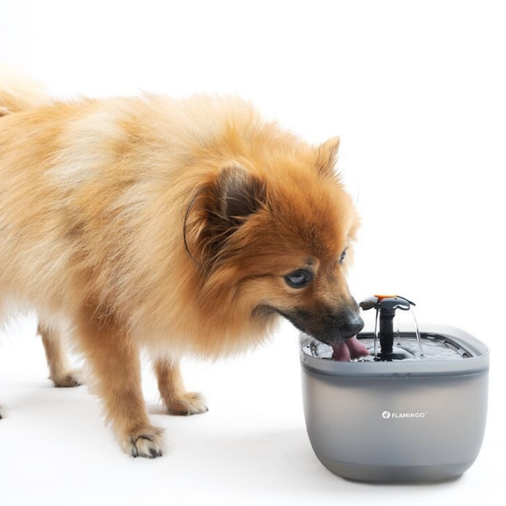 Fonte Automática para Cão/Gato 2 Litros - Image 3