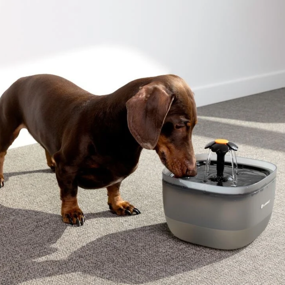 Fonte Automática para Cão/Gato 2 Litros - Image 4